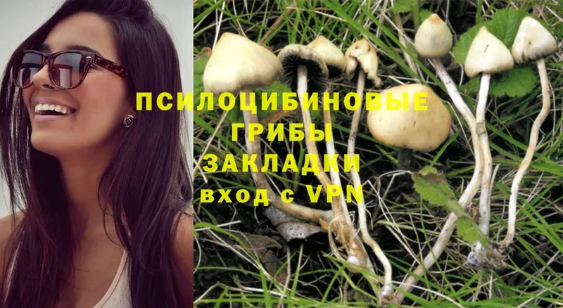 Галлюциногенные грибы Psilocybe Свирск